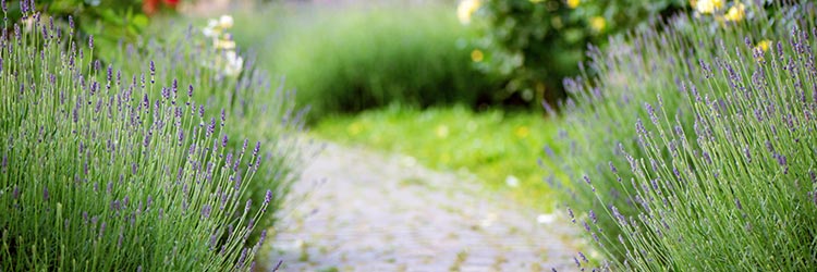 Blühender Lavendel neben Gartenweg aus Stein mit grünen Pflanzen im Hintergrund