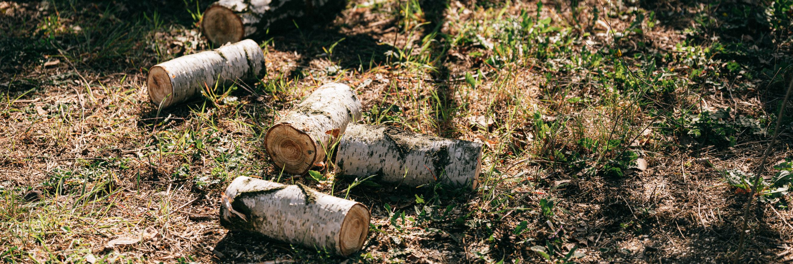Baumreste von einer Birke