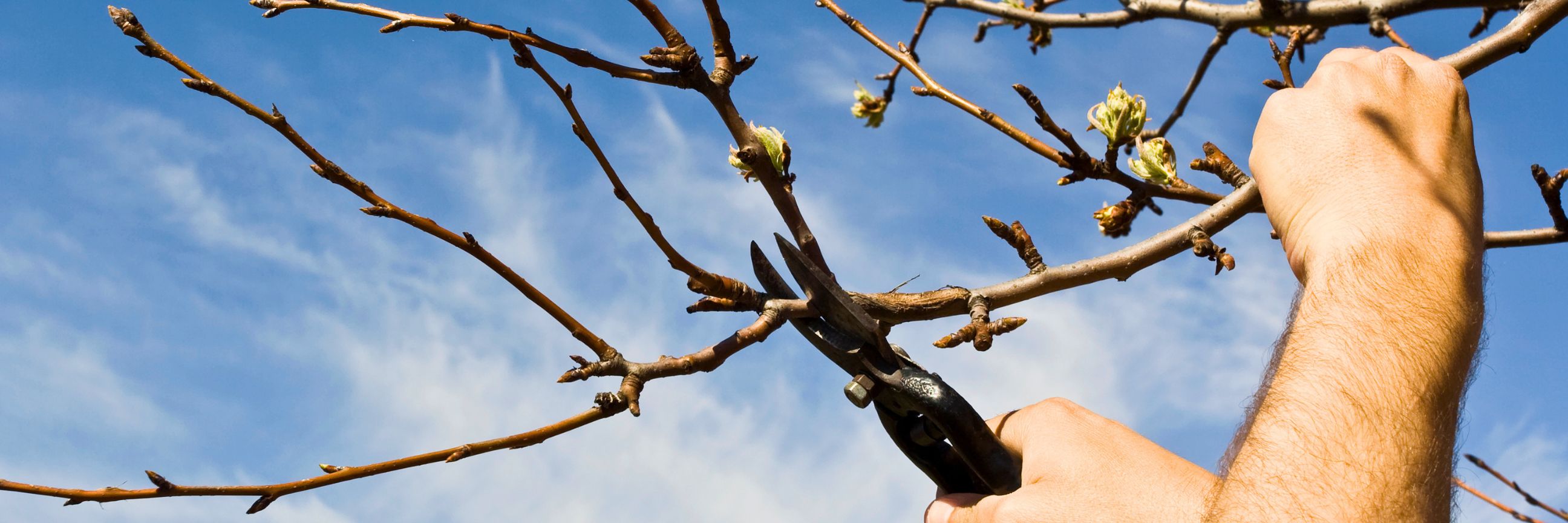 Ein Obstbaum wird mit einer Astschere geschnitten