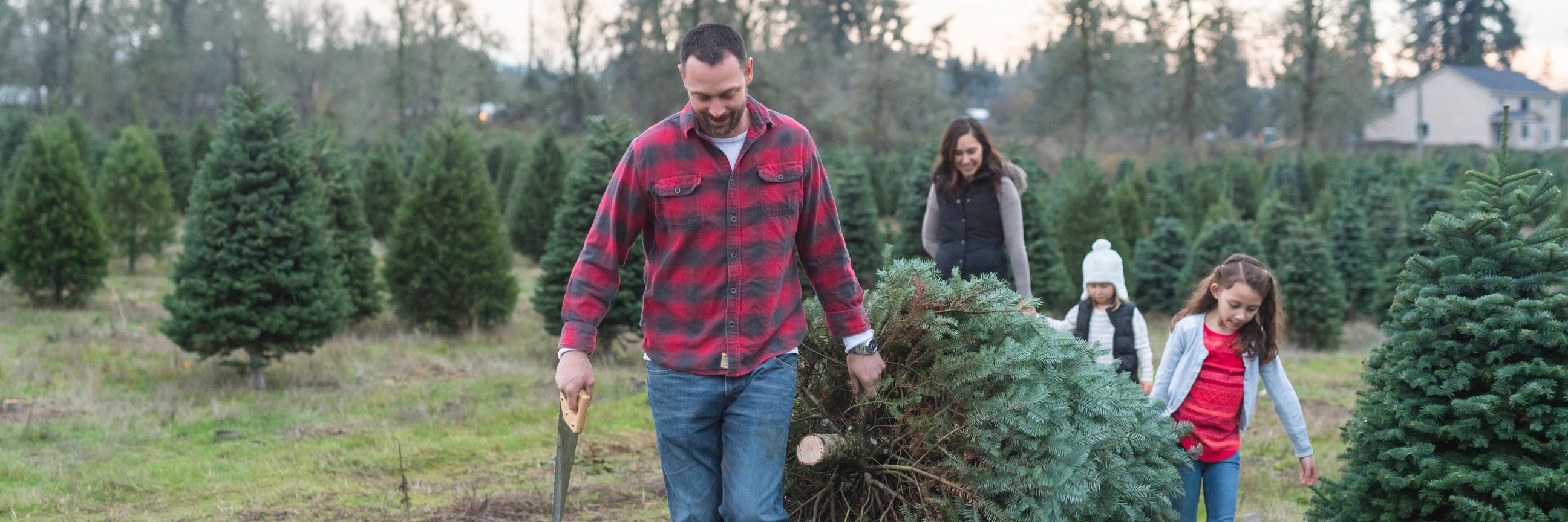 Familie trägt einen selbst geschlagenen Weihnachtsbaum