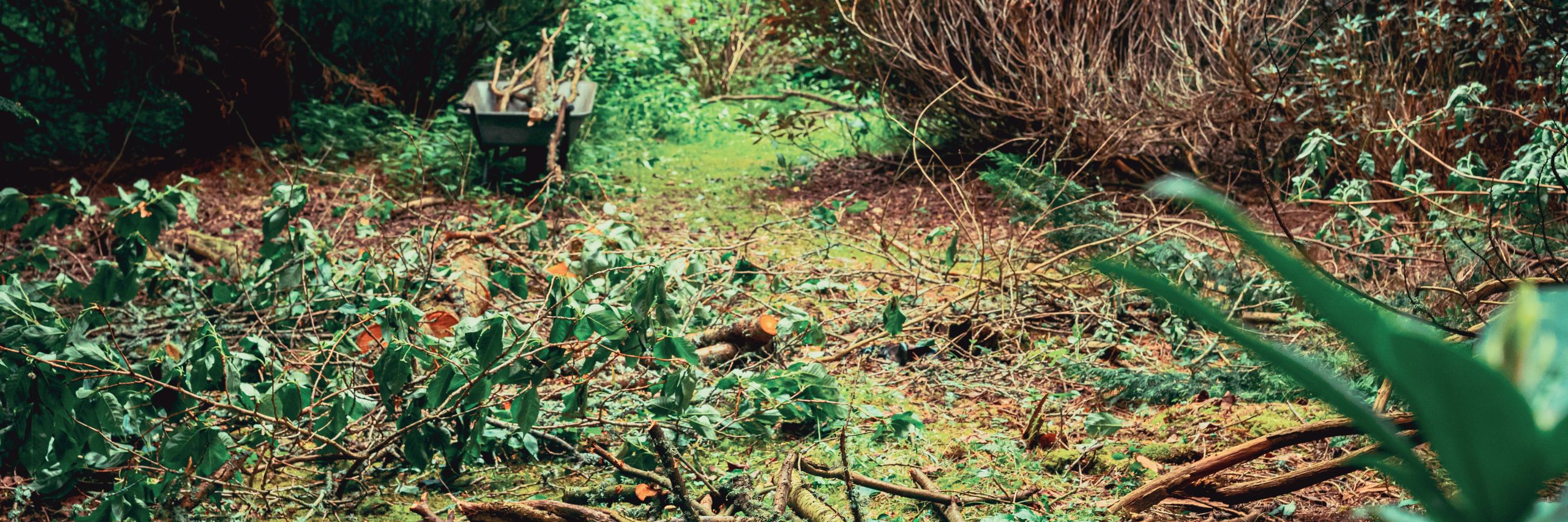 Gartenabfälle auf dem Boden eines Gartens sowie in einer Schubkarre