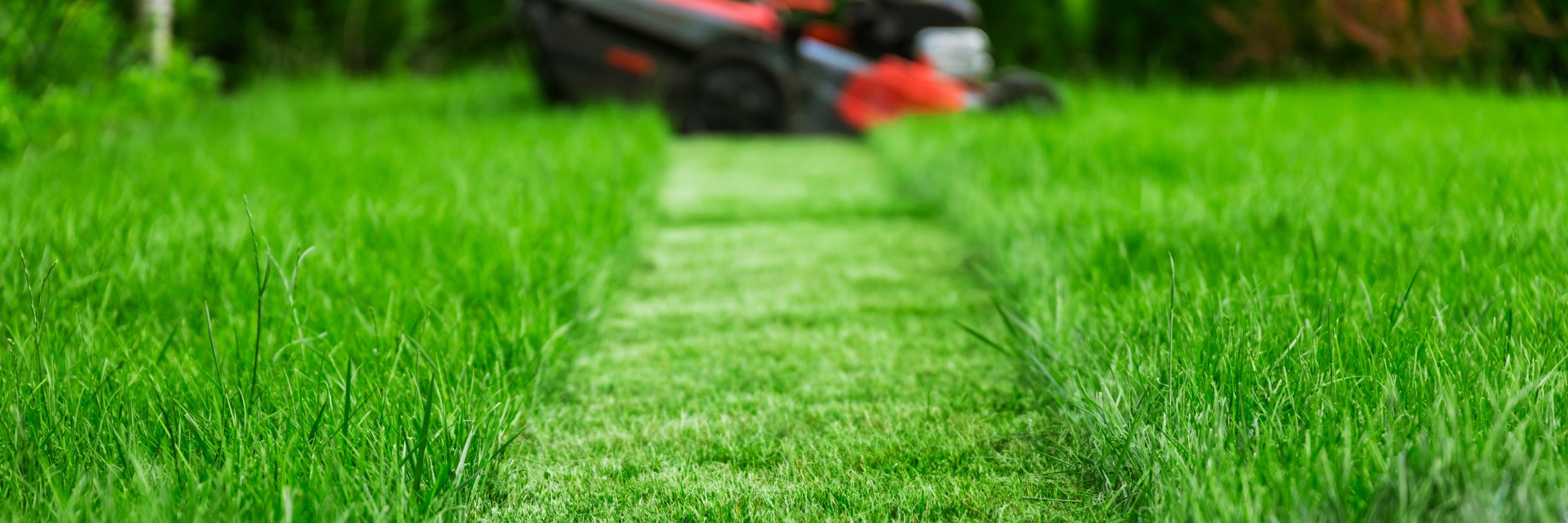 Geschnittene Fläche von Rasenmäher auf Rasen