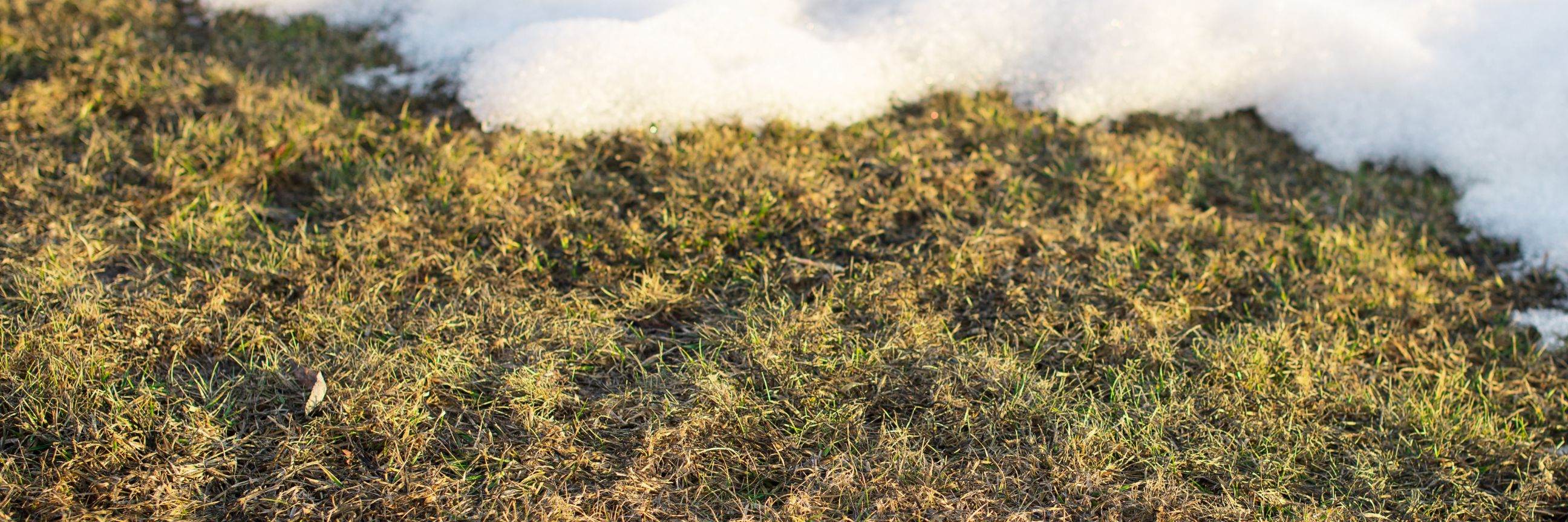Rasen halb mit Schnee bedeckt