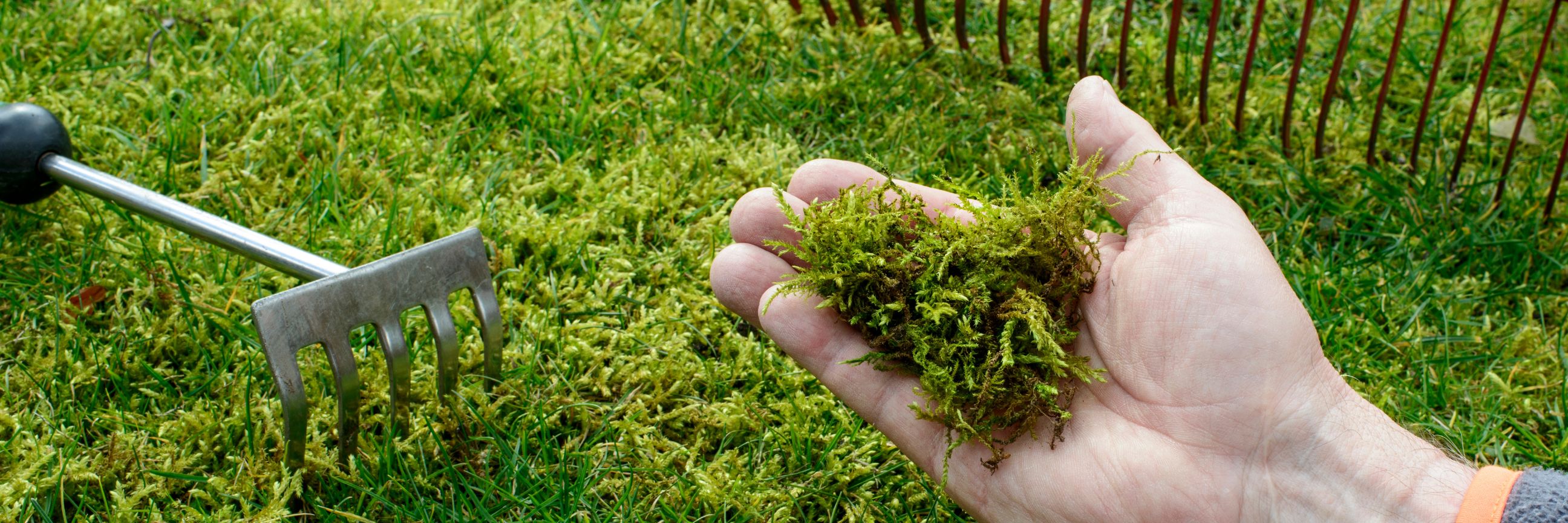 Hand über Rasen, die Moos in der Hand hält