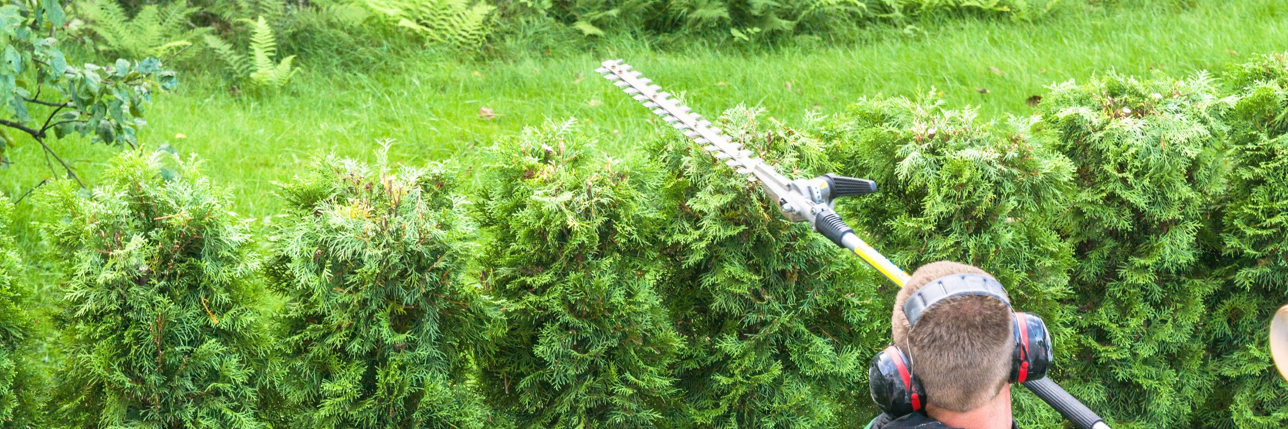 Mann, der eine Hecke schneidet mit einer Elektro-Heckenschere