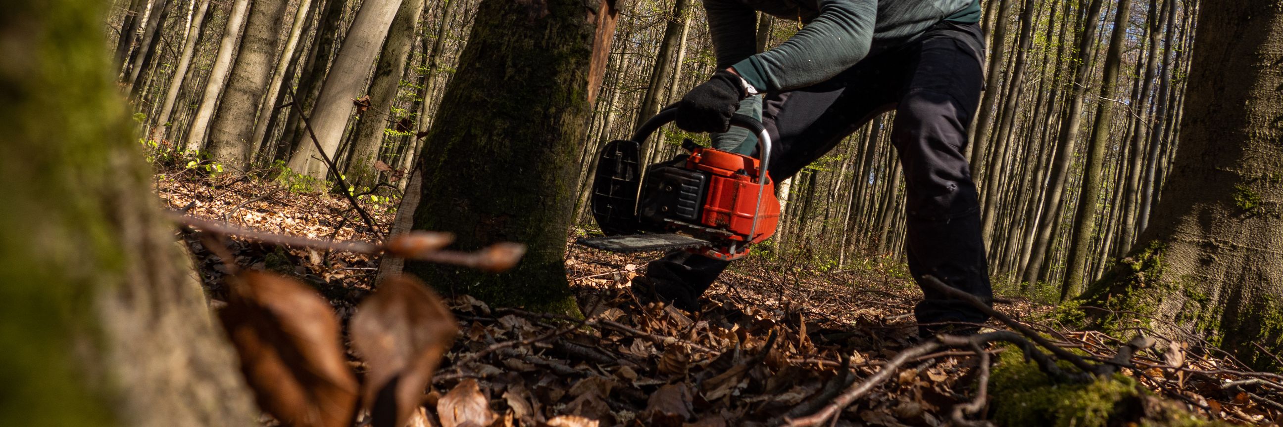 Mann mit Kettensäge fällt einen Baum im Wald