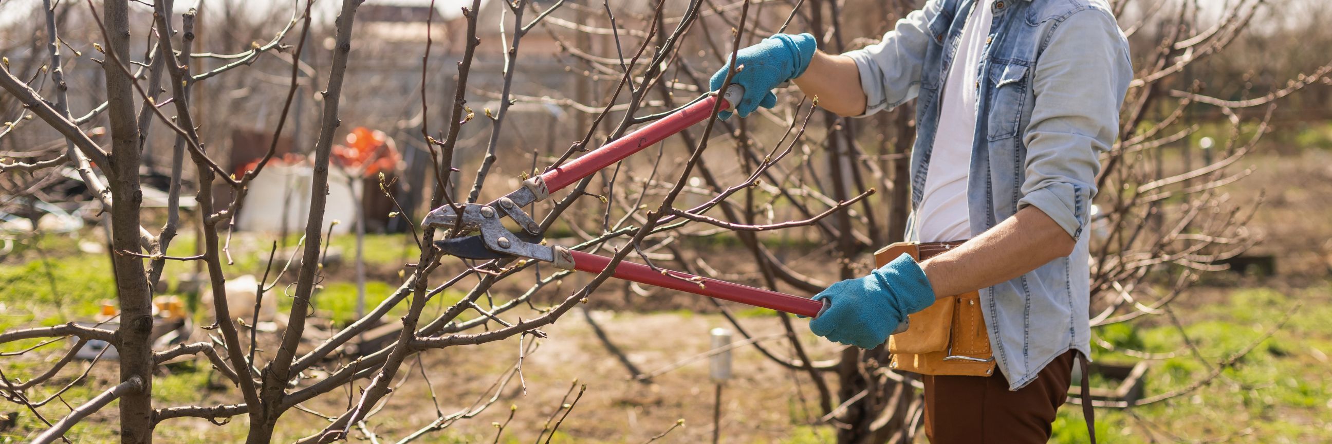 Person, die mit einer Astschere einen Obstbaum stutzt