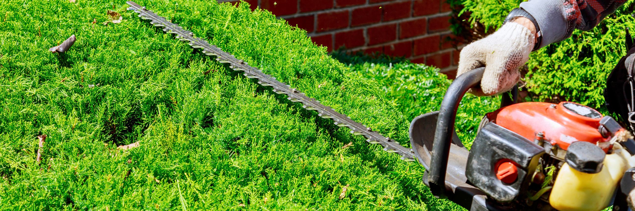 Person, die mit einer Benzin-Heckenschere eine Hecke schneidet