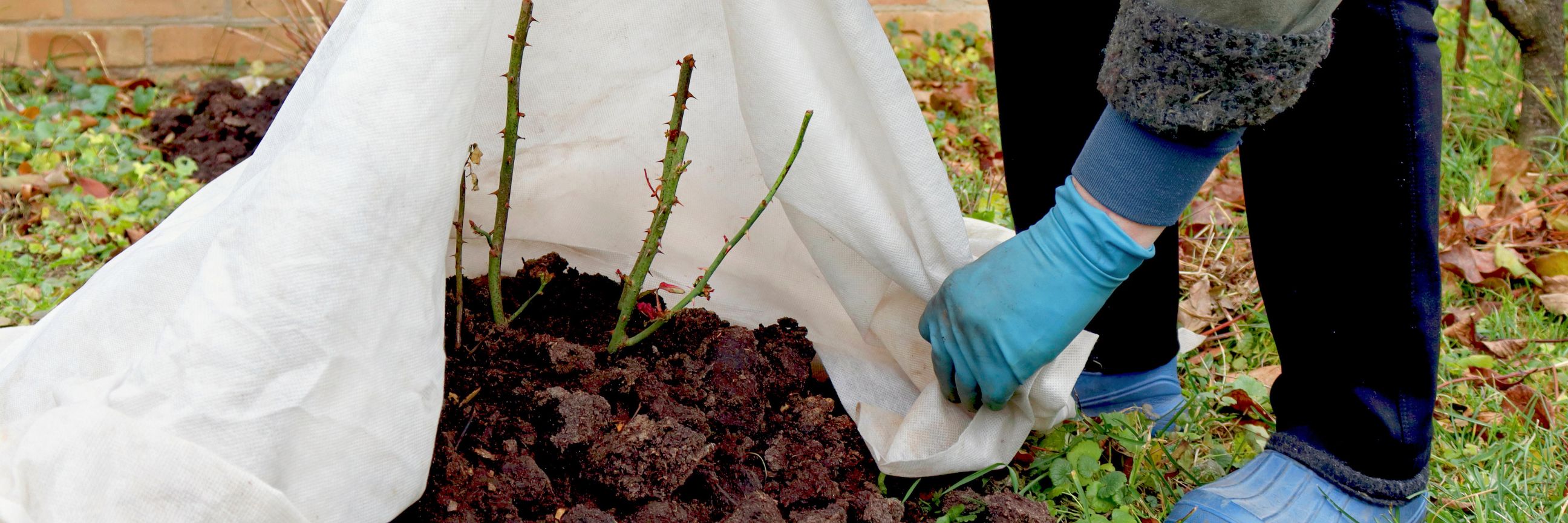 Pflanze wird abgedeckt, um einen Frostschaden zu vermeiden