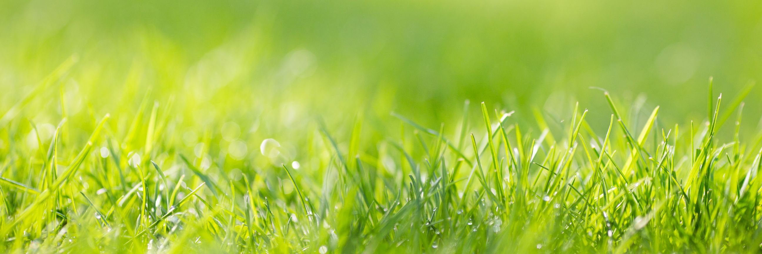 Rasen, der von Grasmilben befallen ist