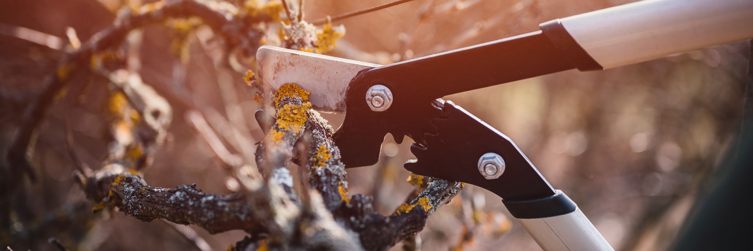 Äste beschneiden als Teil der Gartenarbeit im Februar